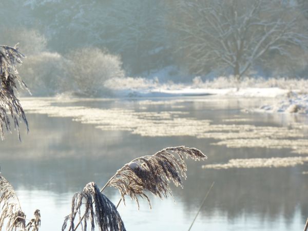 Wie frei darf er fließen? Foto: Dirk Sanne, pixelio.de